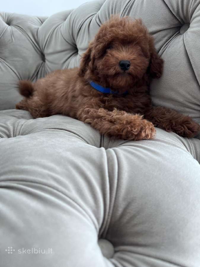 Cavapoo f1b - nuotraukos Nr. 4