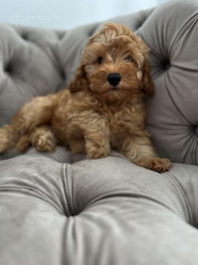 Cavapoo f1b - nuotraukos Nr. 5
