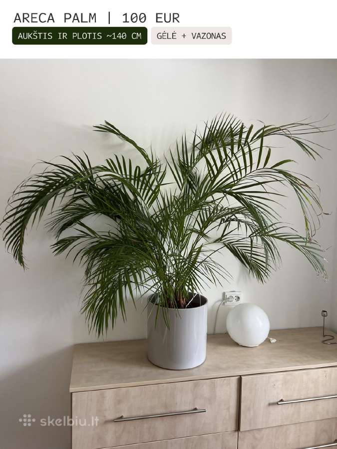 Kambarinės gėlės Palmė, Ficus, Monstera - nuotraukos Nr. 2
