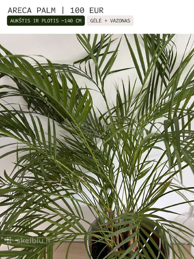Kambarinės gėlės Palmė, Ficus, Monstera - nuotraukos Nr. 3