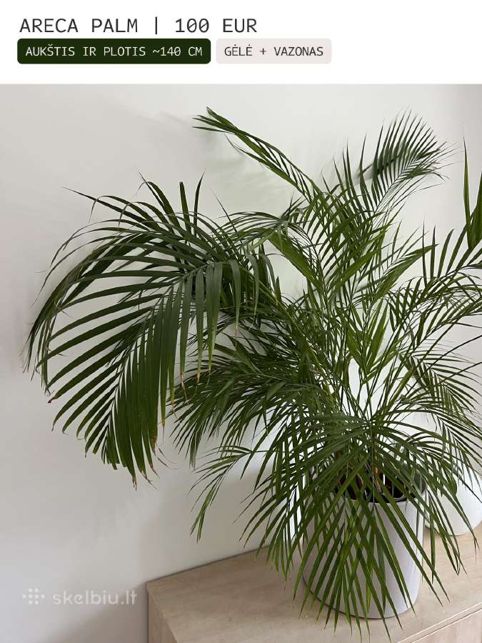 Kambarinės gėlės Palmė, Ficus, Monstera - nuotraukos Nr. 4