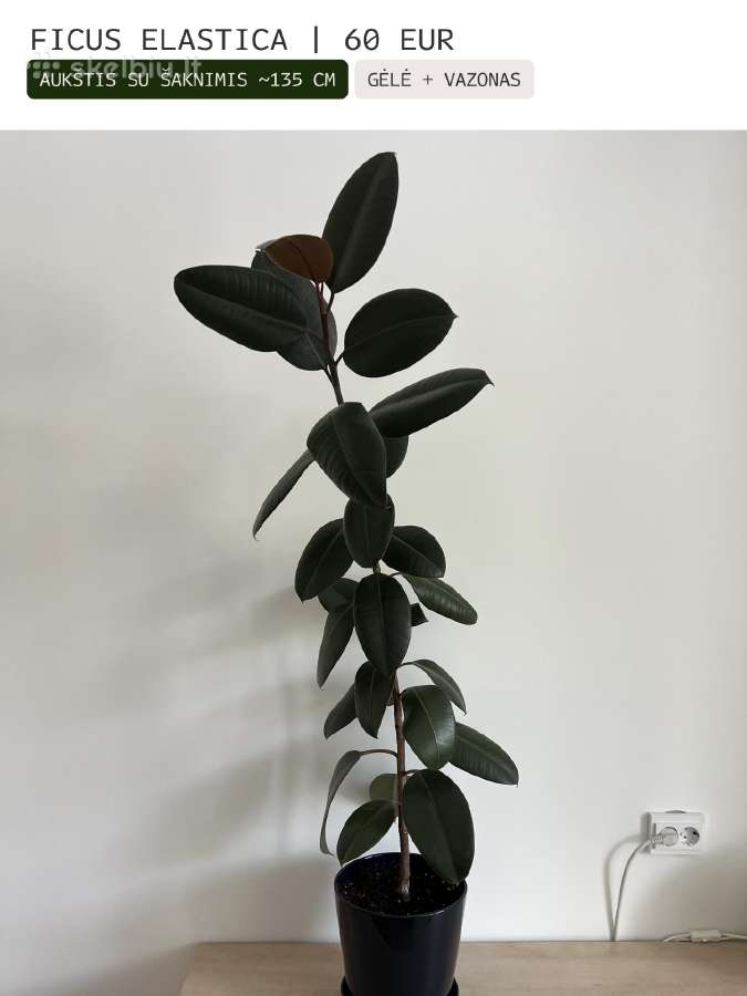 Kambarinės gėlės Palmė, Ficus, Monstera - nuotraukos Nr. 6