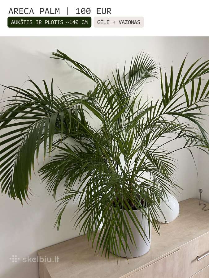 Kambarinės gėlės Palmė, Ficus, Monstera - nuotraukos Nr. 5