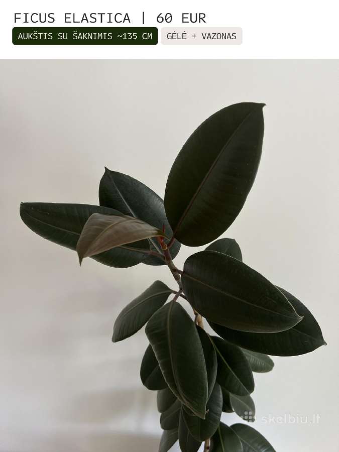 Kambarinės gėlės Palmė, Ficus, Monstera - nuotraukos Nr. 7
