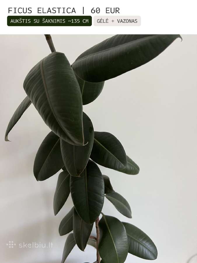 Kambarinės gėlės Palmė, Ficus, Monstera - nuotraukos Nr. 8