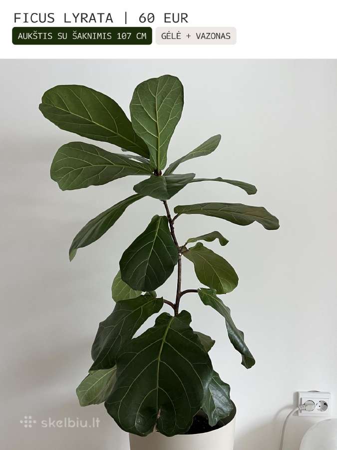 Kambarinės gėlės Palmė, Ficus, Monstera - nuotraukos Nr. 12