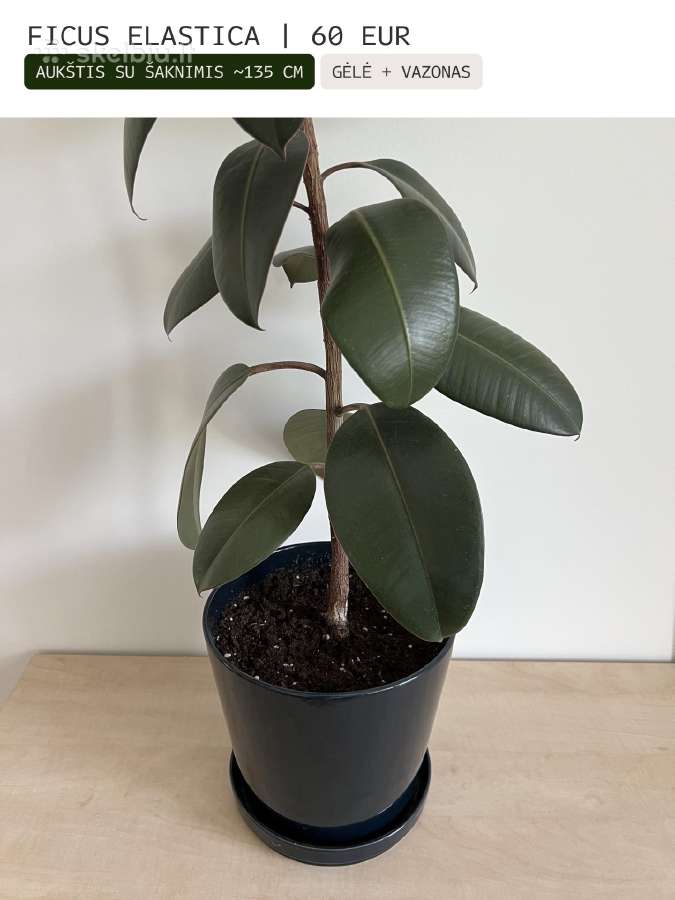 Kambarinės gėlės Palmė, Ficus, Monstera - nuotraukos Nr. 9
