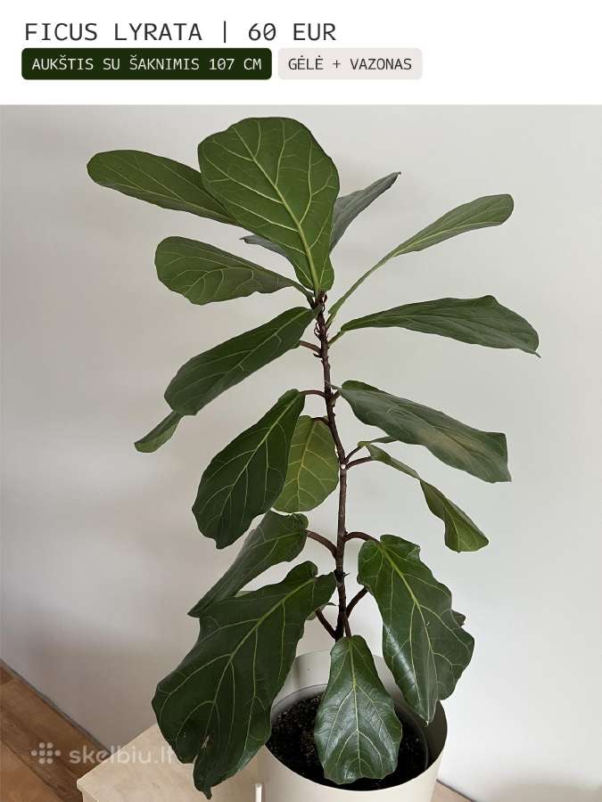 Kambarinės gėlės Palmė, Ficus, Monstera - nuotraukos Nr. 13