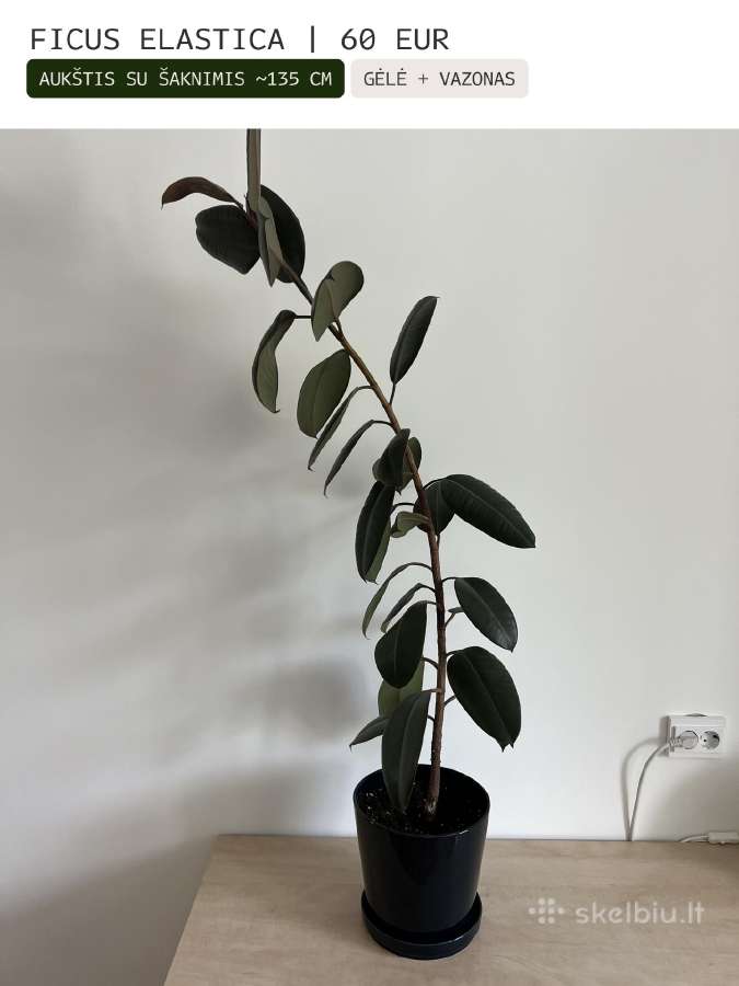 Kambarinės gėlės Palmė, Ficus, Monstera - nuotraukos Nr. 10