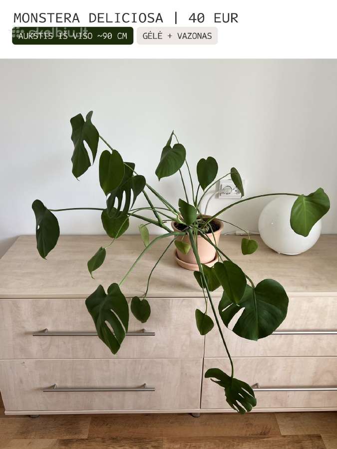 Kambarinės gėlės Palmė, Ficus, Monstera - nuotraukos Nr. 19