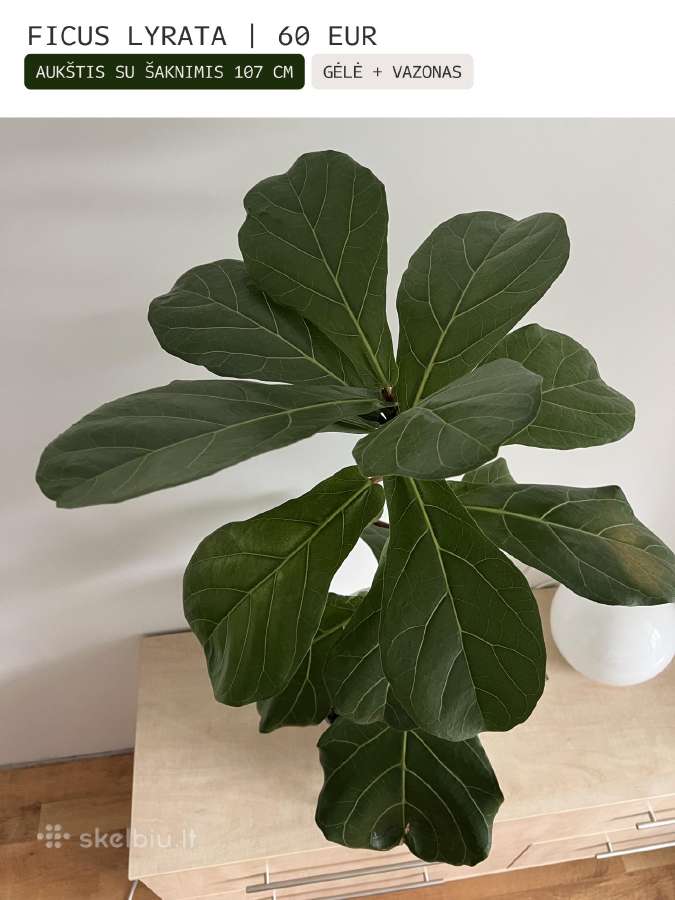 Kambarinės gėlės Palmė, Ficus, Monstera - nuotraukos Nr. 14