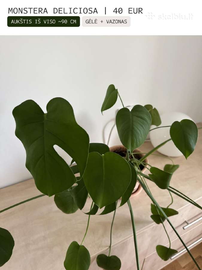 Kambarinės gėlės Palmė, Ficus, Monstera - nuotraukos Nr. 20