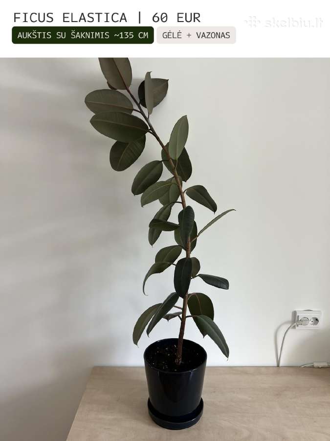 Kambarinės gėlės Palmė, Ficus, Monstera - nuotraukos Nr. 11