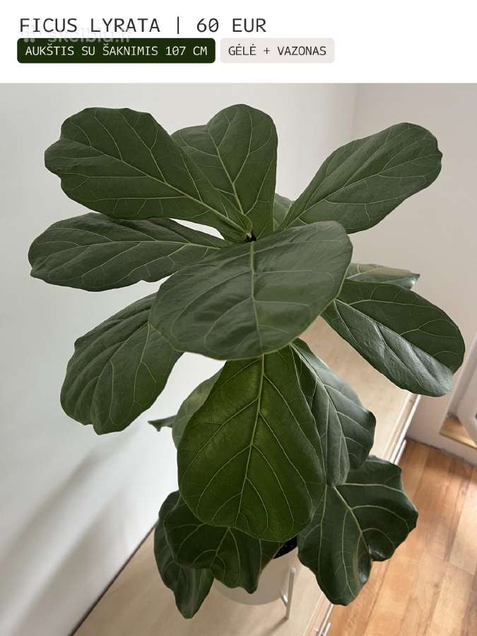 Kambarinės gėlės Palmė, Ficus, Monstera - nuotraukos Nr. 15