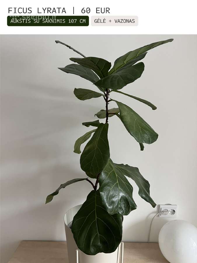 Kambarinės gėlės Palmė, Ficus, Monstera - nuotraukos Nr. 16