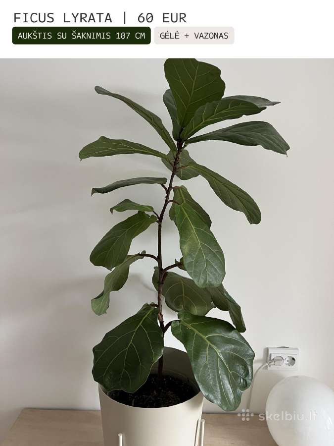Kambarinės gėlės Palmė, Ficus, Monstera - nuotraukos Nr. 17