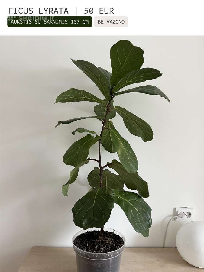 Kambarinės gėlės Palmė, Ficus, Monstera - nuotraukos Nr. 18