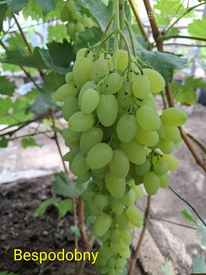 Vynuogių sodinukai - nuotraukos Nr. 36