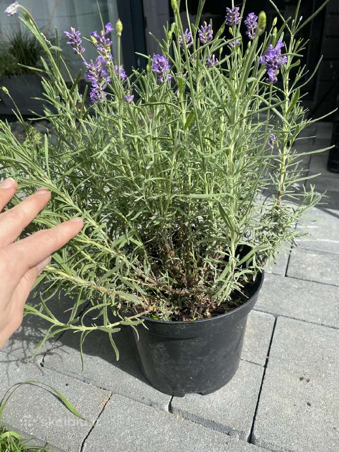 Vešlūs levandų sodinukai auginti 3l vazonuose - nuotraukos Nr. 2