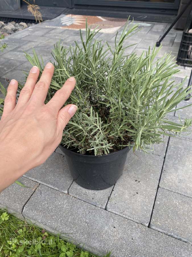 Vešlūs levandų sodinukai auginti 3l vazonuose - nuotraukos Nr. 6