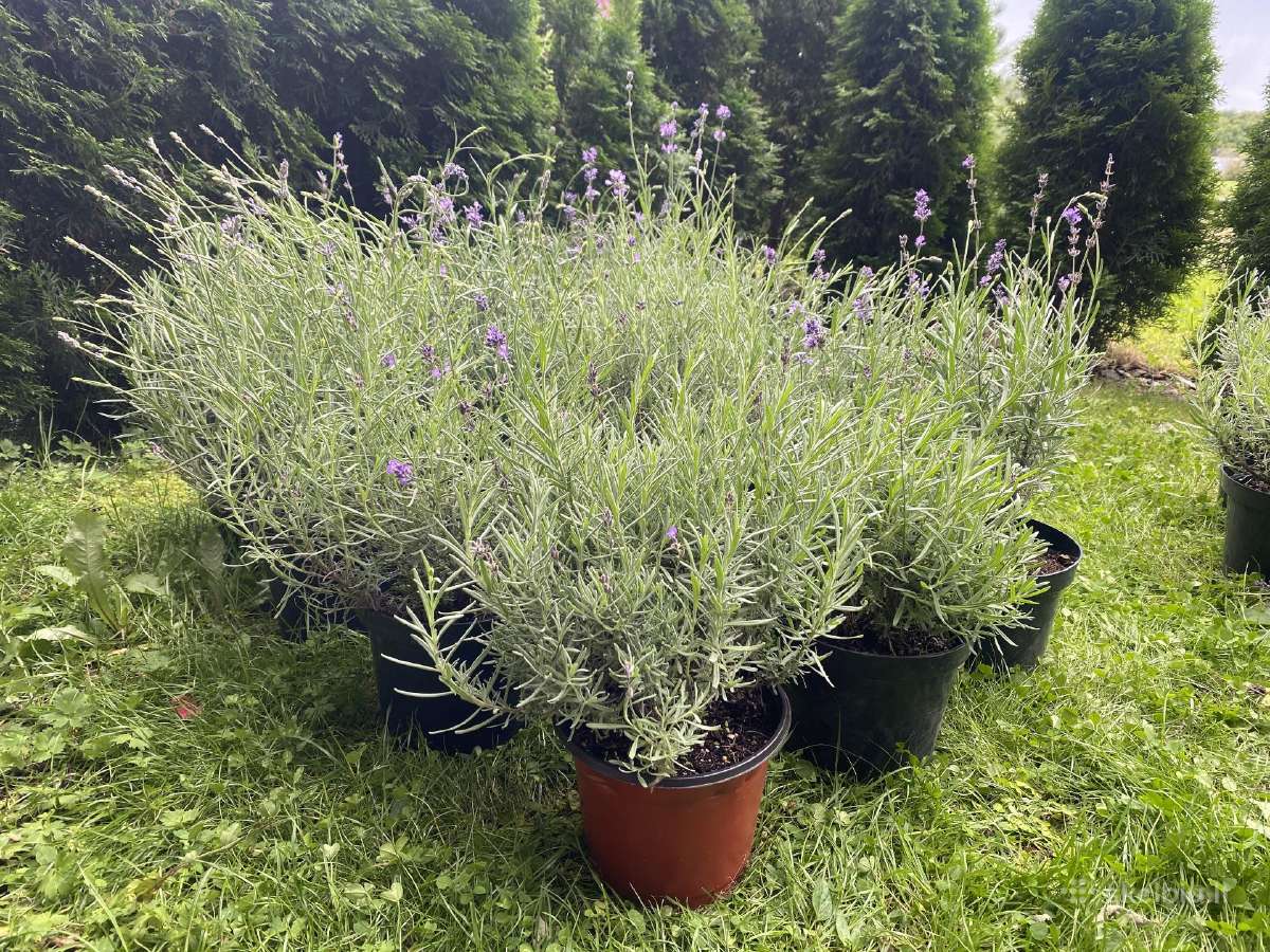 Vešlūs levandų sodinukai auginti 3l vazonuose - nuotraukos Nr. 8