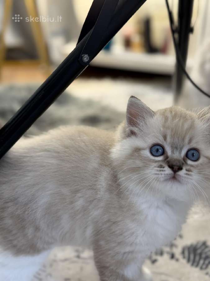Kilmingi Ragdoll kačiukai - nuotraukos Nr. 8