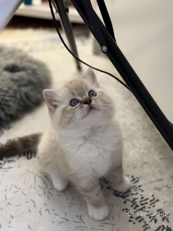 Kilmingi Ragdoll kačiukai - nuotraukos Nr. 10