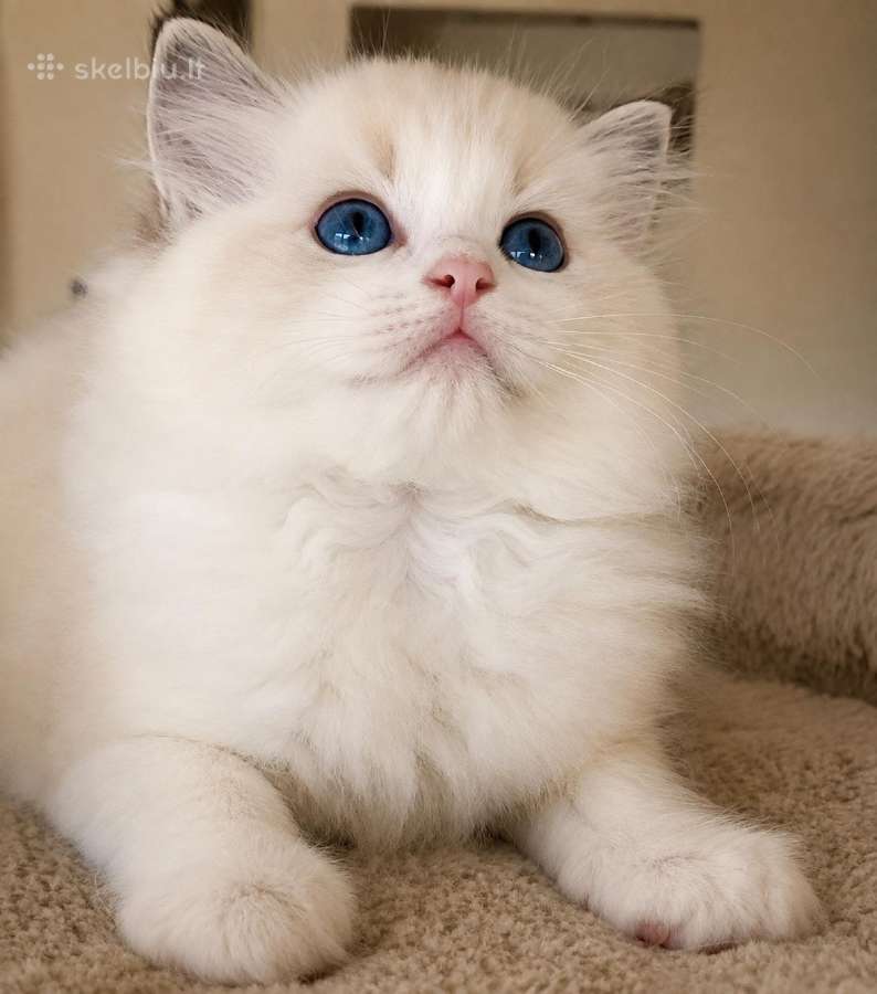 Ragdoll katytė ir katinėlis - nuotraukos Nr. 8
