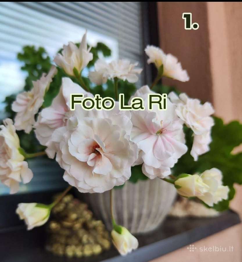 Pelargonija - nuotraukos Nr. 2