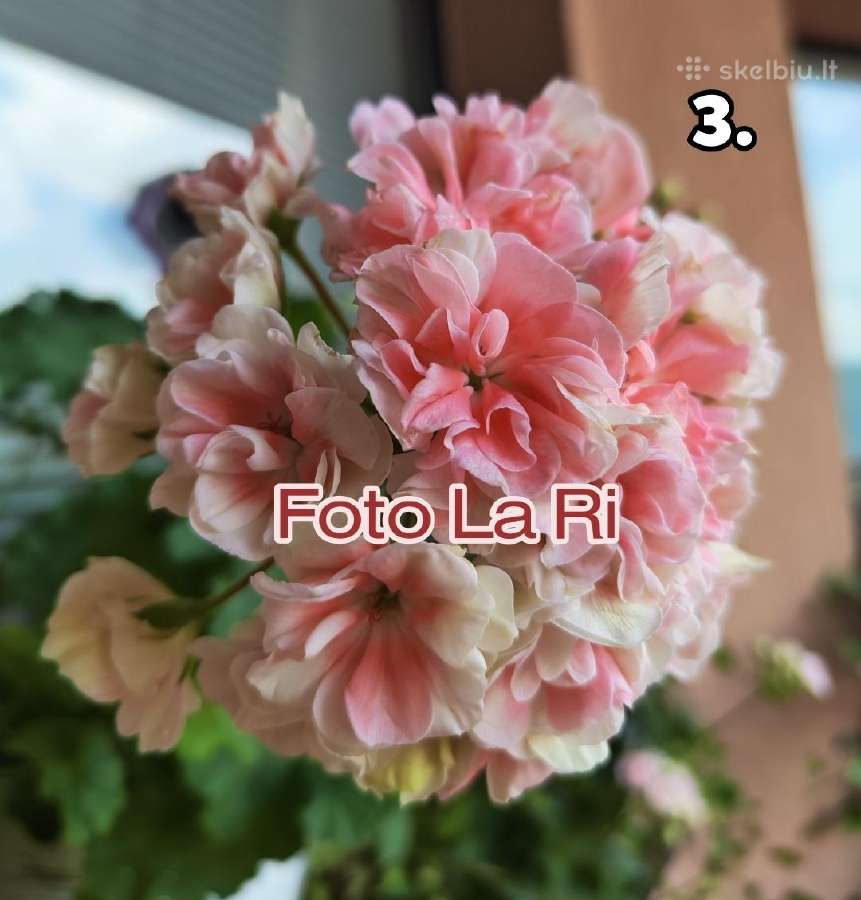 Bengalai. Pelargonija. Bengalai - nuotraukos Nr. 2