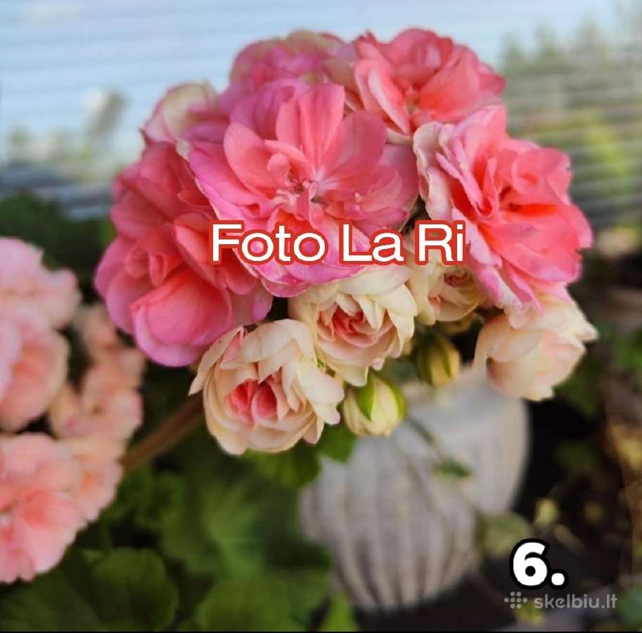 Pelargonija - nuotraukos Nr. 6