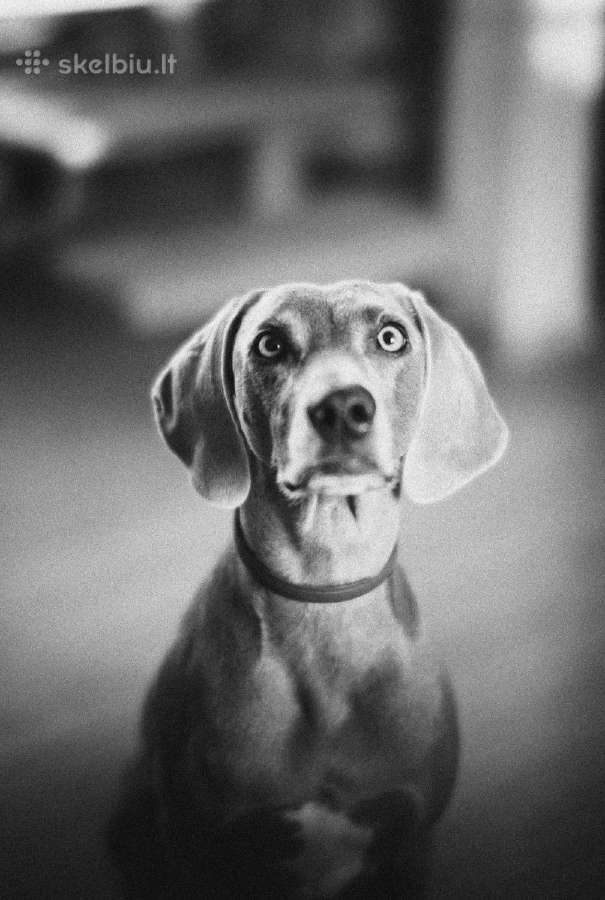 Leica M8 + Ttartisan 50mm f/0.95 Asph - nuotraukos Nr. 21