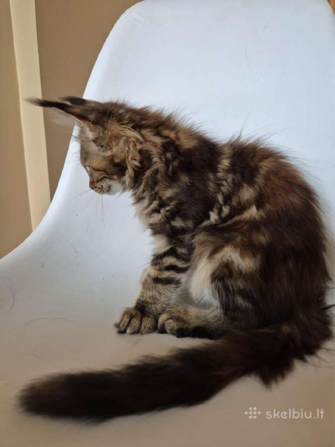 Mainecoon female f22 - nuotraukos Nr. 2