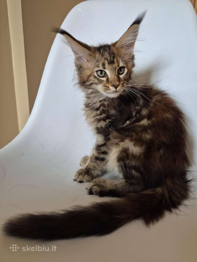 Mainecoon female f22 - nuotraukos Nr. 3