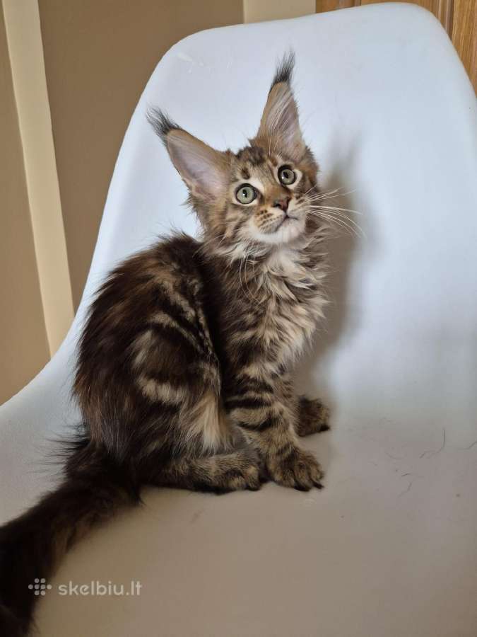 Mainecoon female f22 - nuotraukos Nr. 4