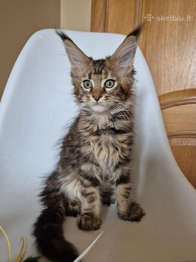 Mainecoon female f22 - nuotraukos Nr. 5