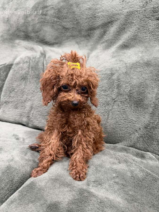 Mini teacup pudeliukai 4mėn. su kilmės dokumentais - nuotraukos Nr. 2
