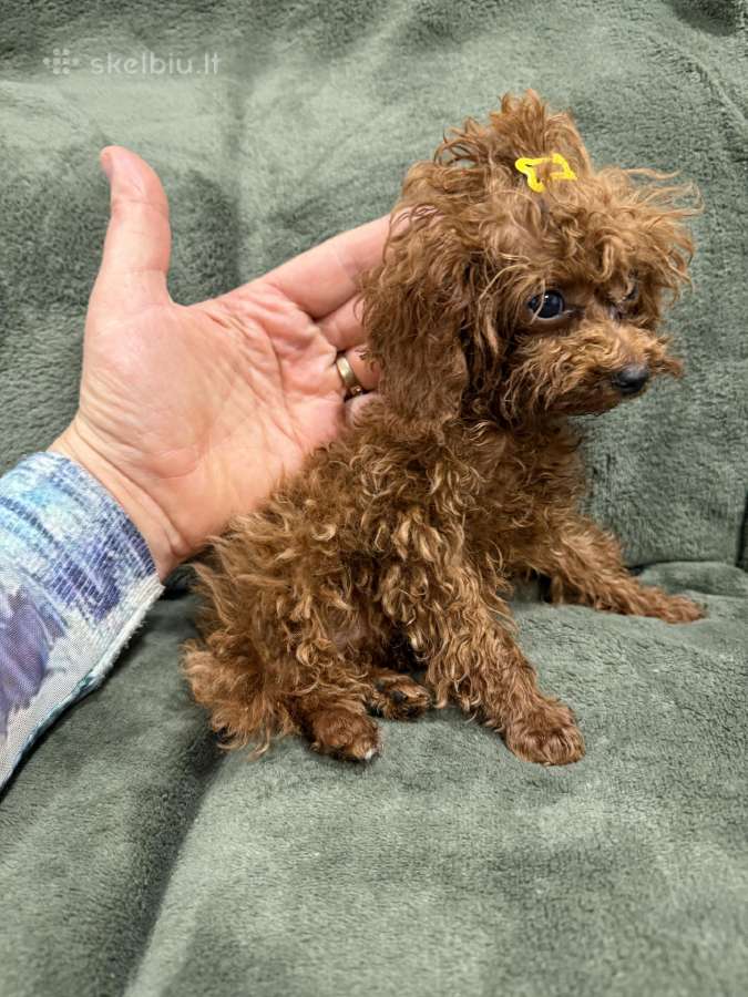 Mini teacup pudeliukai 4mėn. su kilmės dokumentais - nuotraukos Nr. 3