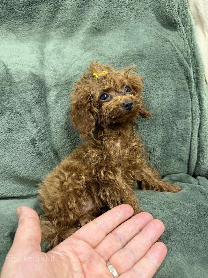 Mini teacup pudeliukai 4mėn. su kilmės dokumentais - nuotraukos Nr. 4