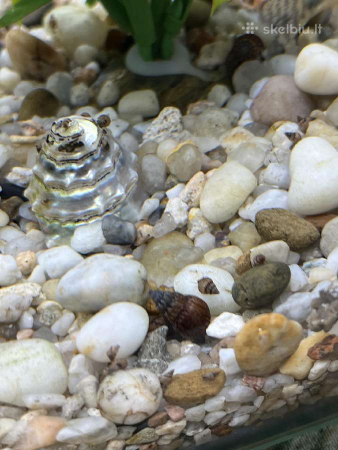 Parduodamos akvariumo sraigės - nuotraukos Nr. 2