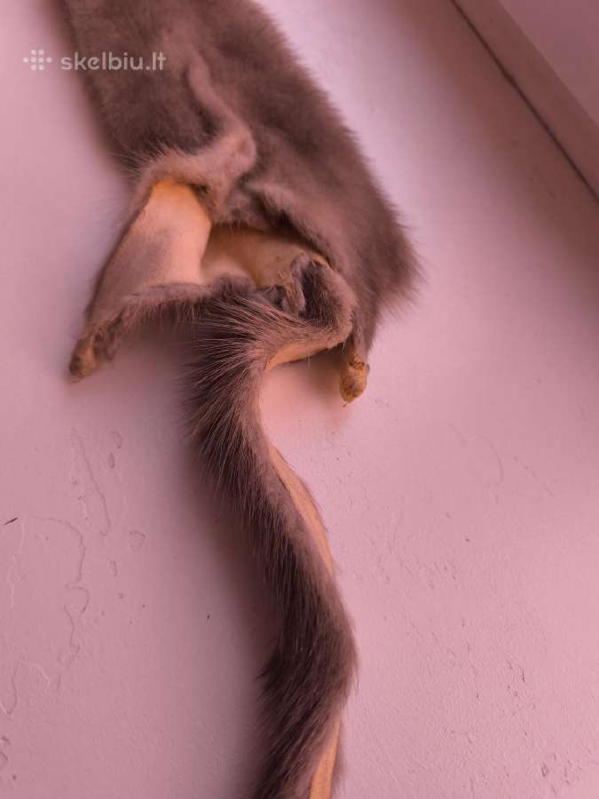 Norkos Audinės kailis - nuotraukos Nr. 3
