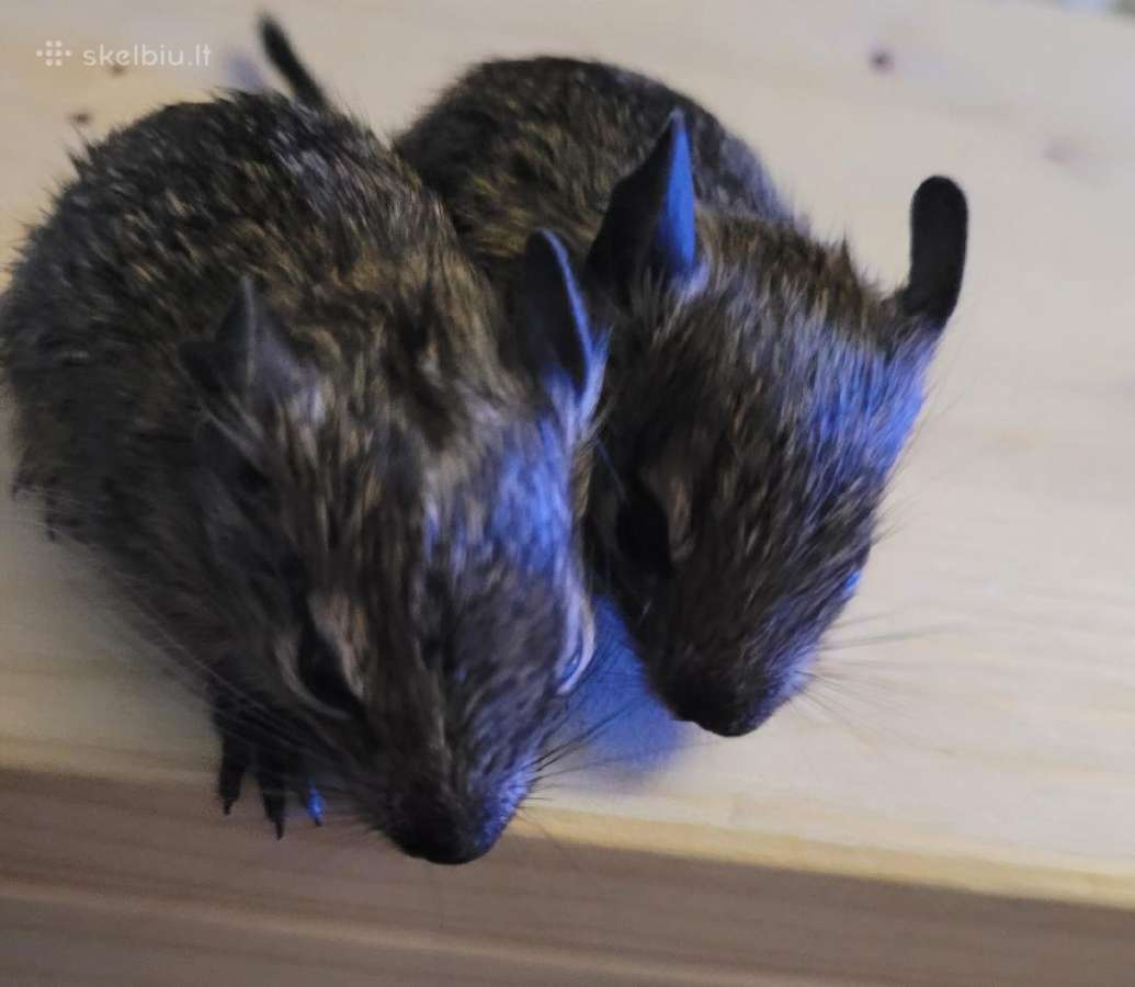 Parduodu Degu - nuotraukos Nr. 3