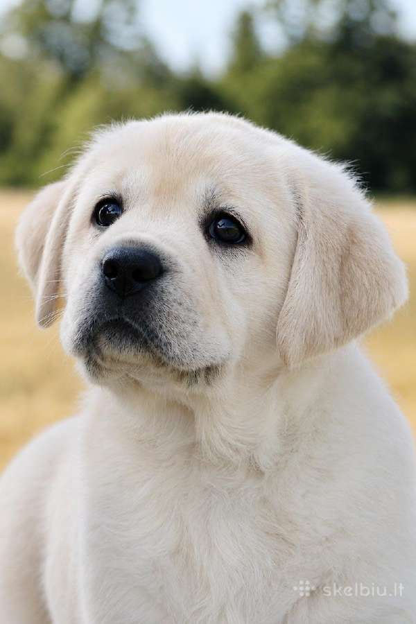 Kilmingi Labradoro retriverių veislės šuniukai - nuotraukos Nr. 4