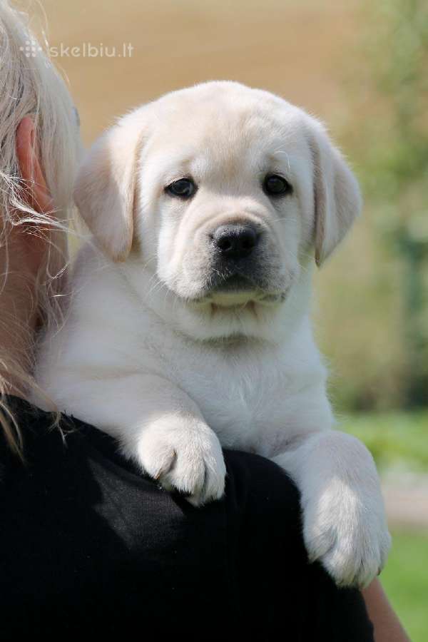 Kilmingi Labradoro retriverių veislės šuniukai - nuotraukos Nr. 35