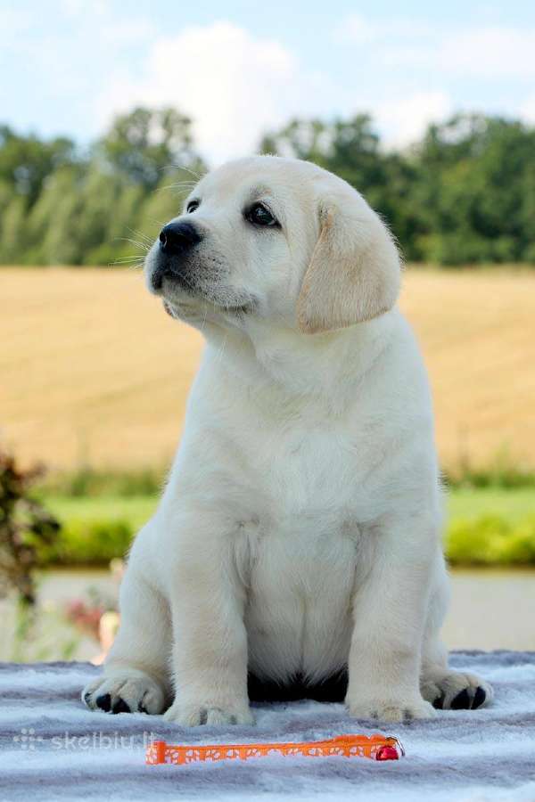 Kilmingi Labradoro retriverių veislės šuniukai - nuotraukos Nr. 26