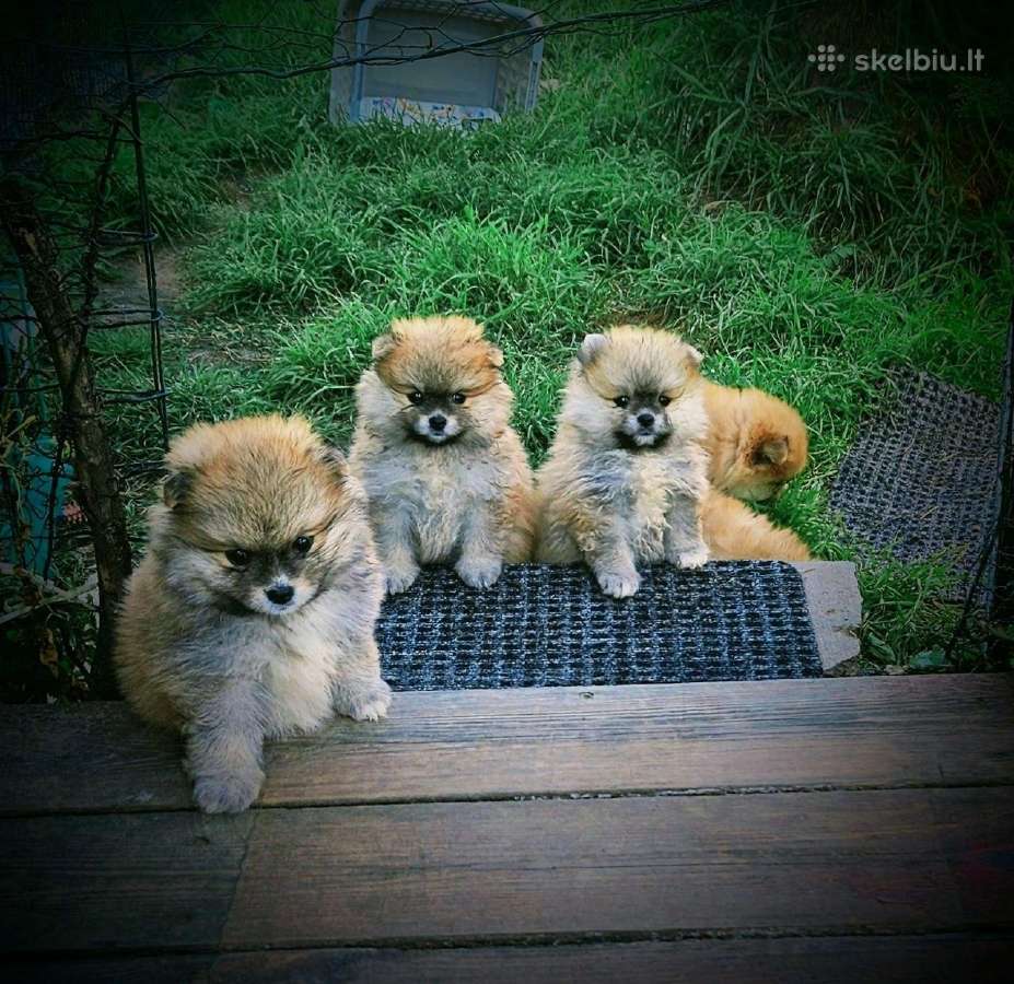 Pomeranijos nykštukinių špicai Boo - nuotraukos Nr. 2