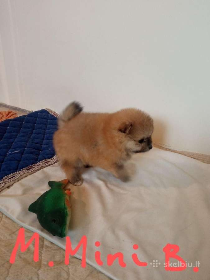 Pomeranijos nykštukinių špicai Boo - nuotraukos Nr. 5