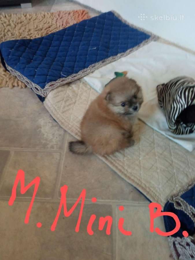 Pomeranijos nykštukinių špicai Boo - nuotraukos Nr. 7