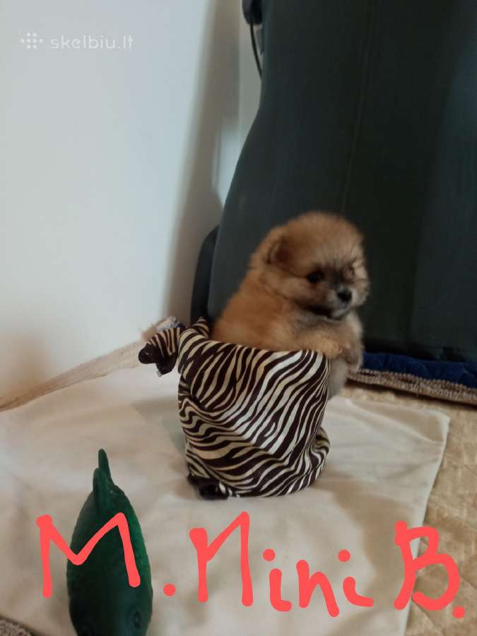 Pomeranijos nykštukinių špicai Boo - nuotraukos Nr. 6