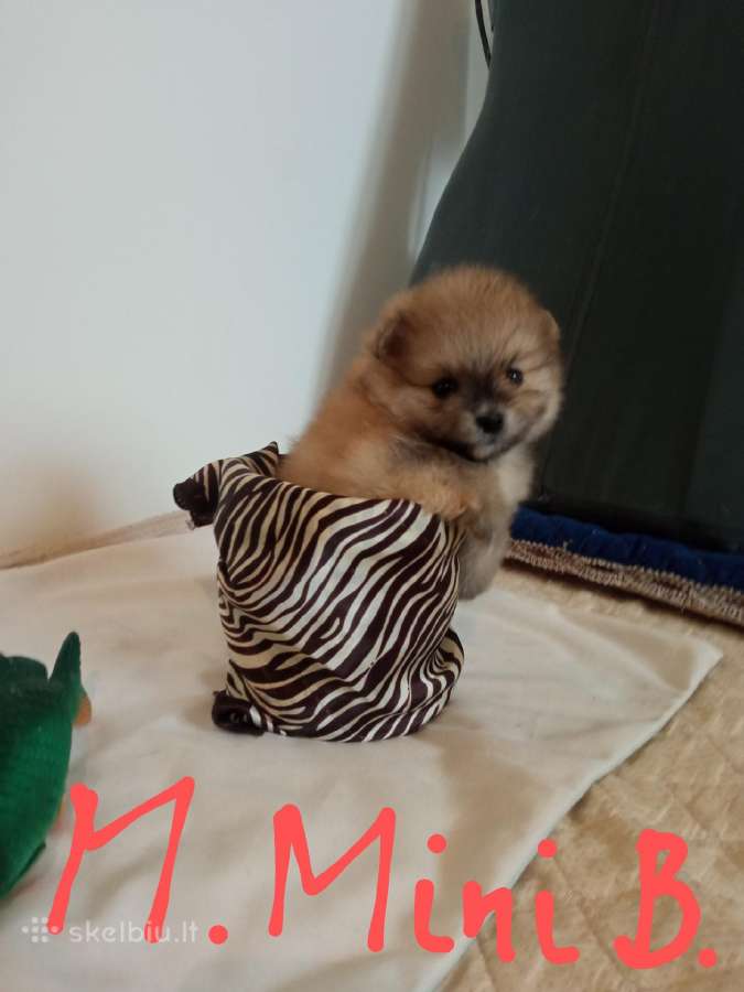 Pomeranijos nykštukinių špice Boo - nuotraukos Nr. 2